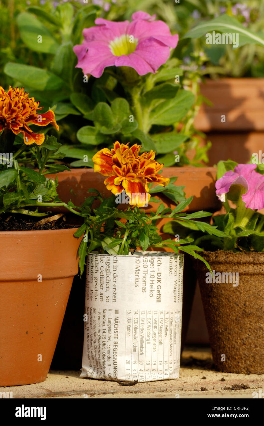 French marigold (Tagetes patula), young plants, tagetes in pots Stock Photo
