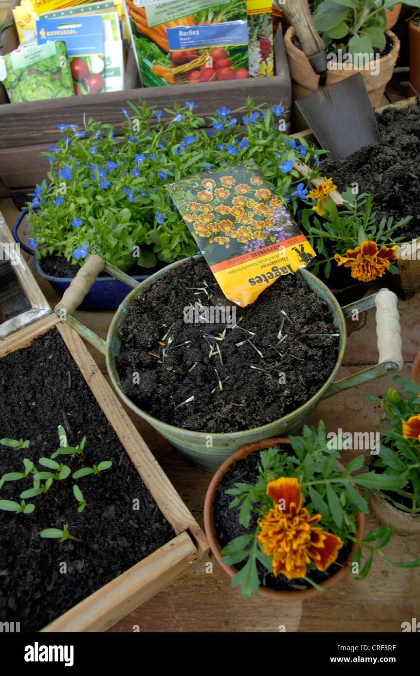 French marigold (Tagetes patula), tagetes seeding Stock Photo
