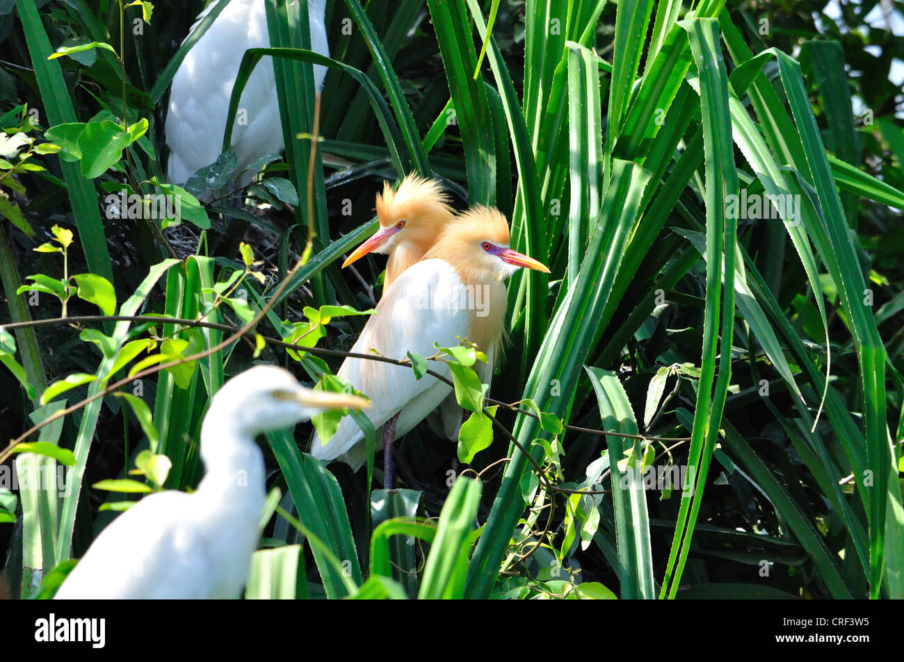 Cattle Egret ( Bubulcus ibis Stock Photo - Alamy