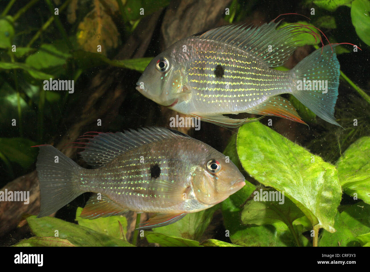 threadfinned cichlid, threadfin acara (Acarichthys heckeli), male and