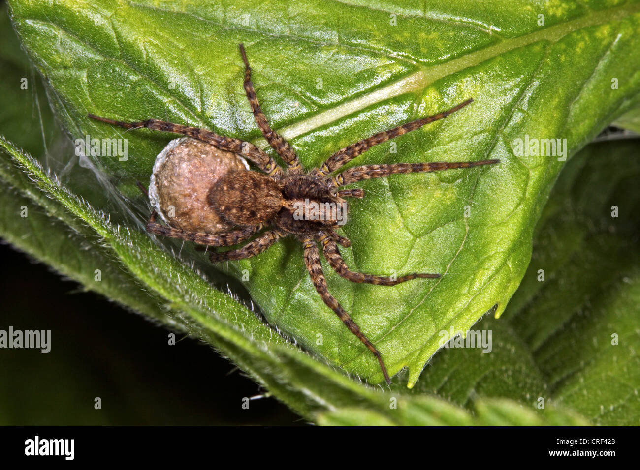 wolf spider, ground spider (Pardosa amentata), female with cocoon Stock Photo