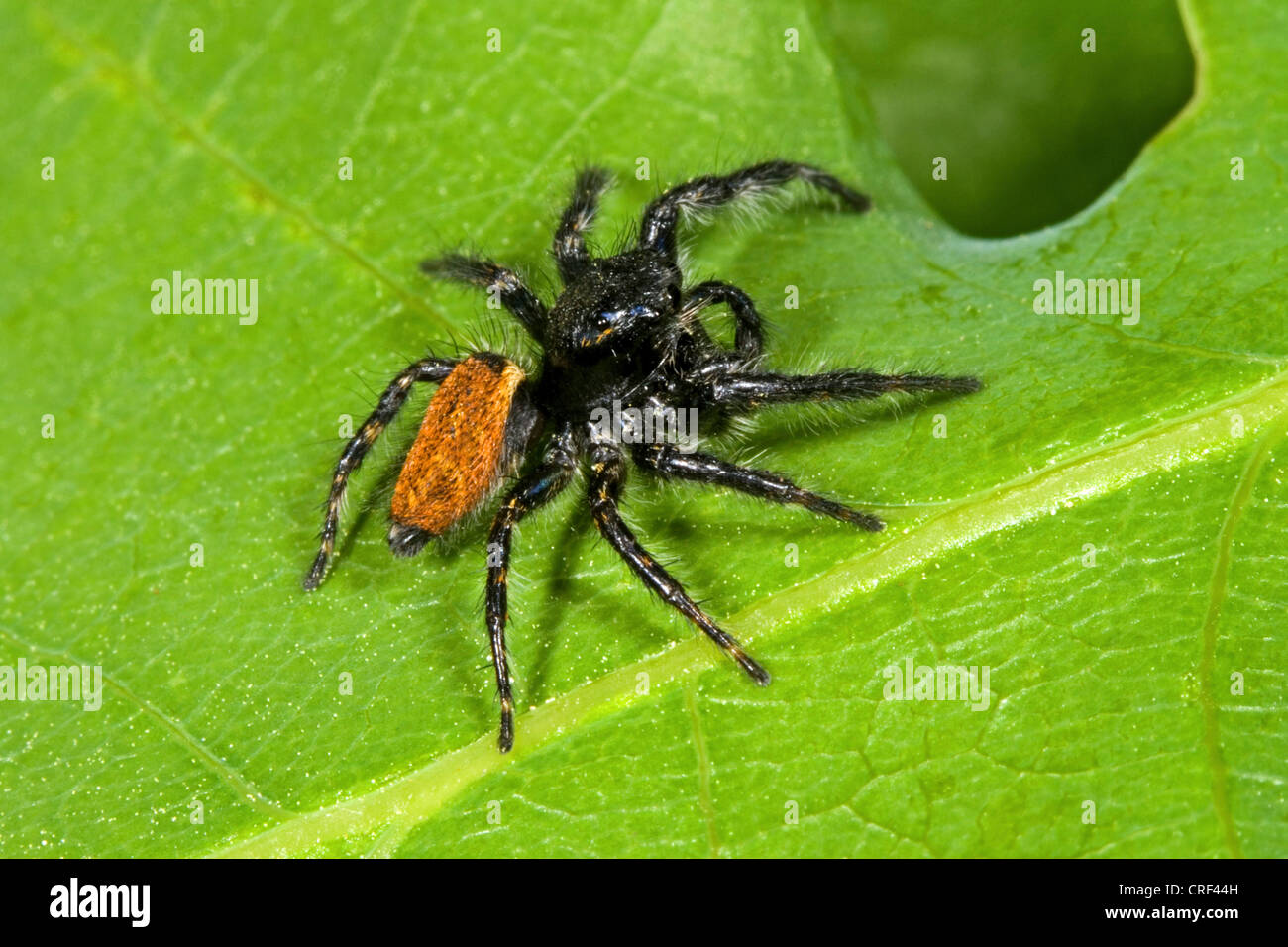 Jumping spider (Carrhotus xanthogramma, Carrhotus bicolor), siting on a ...