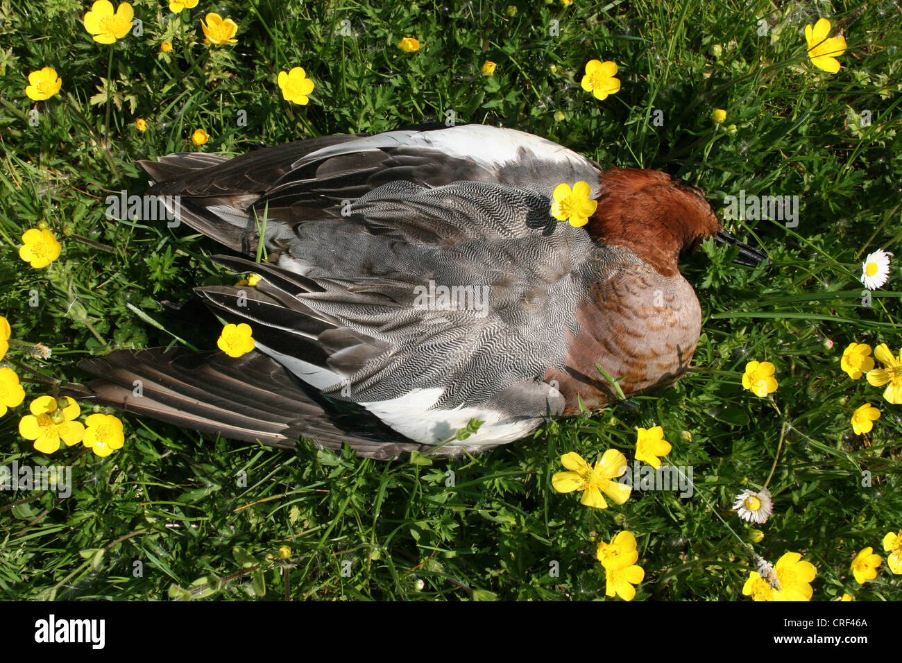 European wigeon (Anas penelope), dead drake on a meadow Stock Photo - Alamy