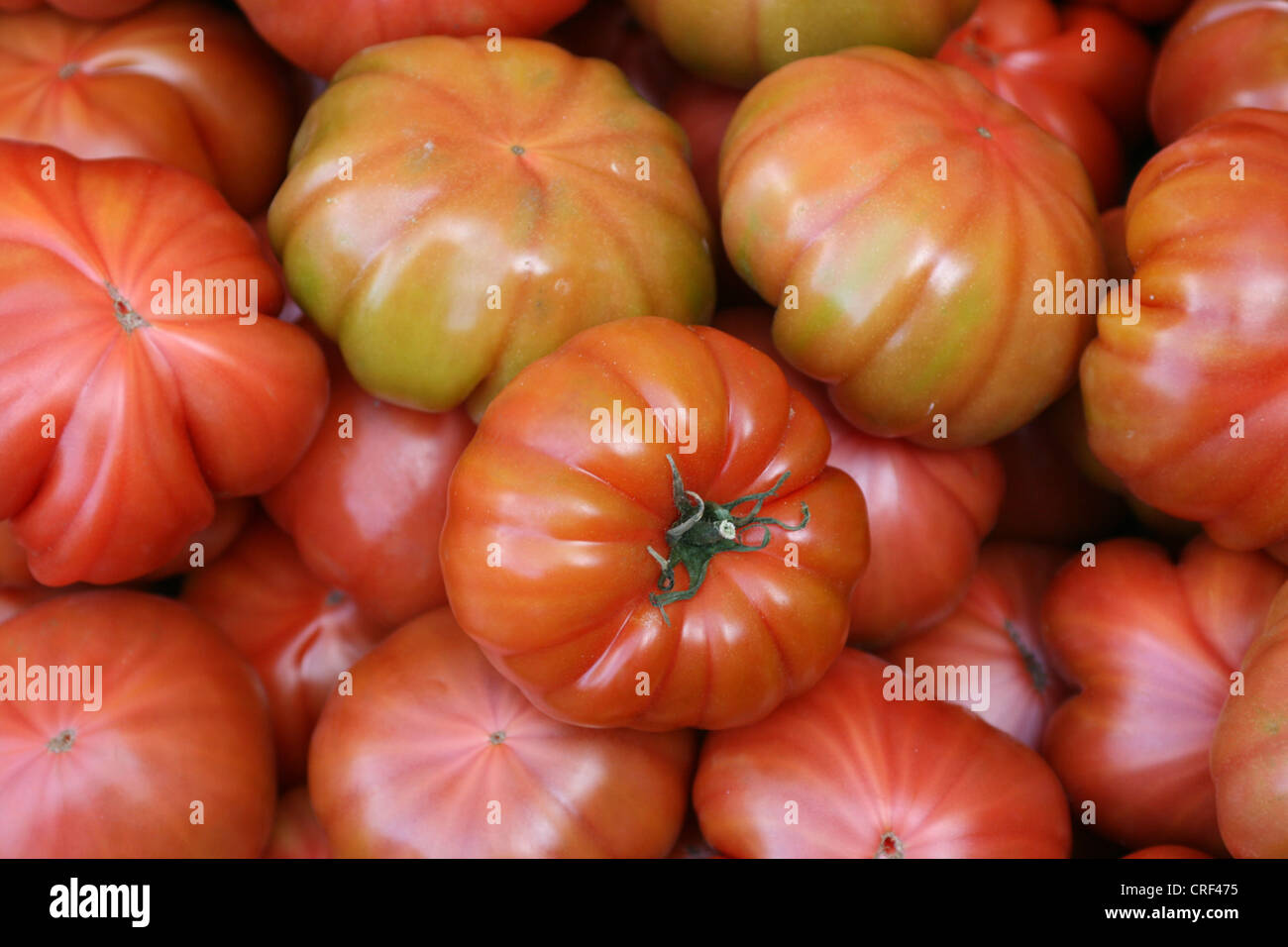 garden tomato (Solanum lycopersicum, Lycopersicon esculentum), sulcated tomatoes Stock Photo