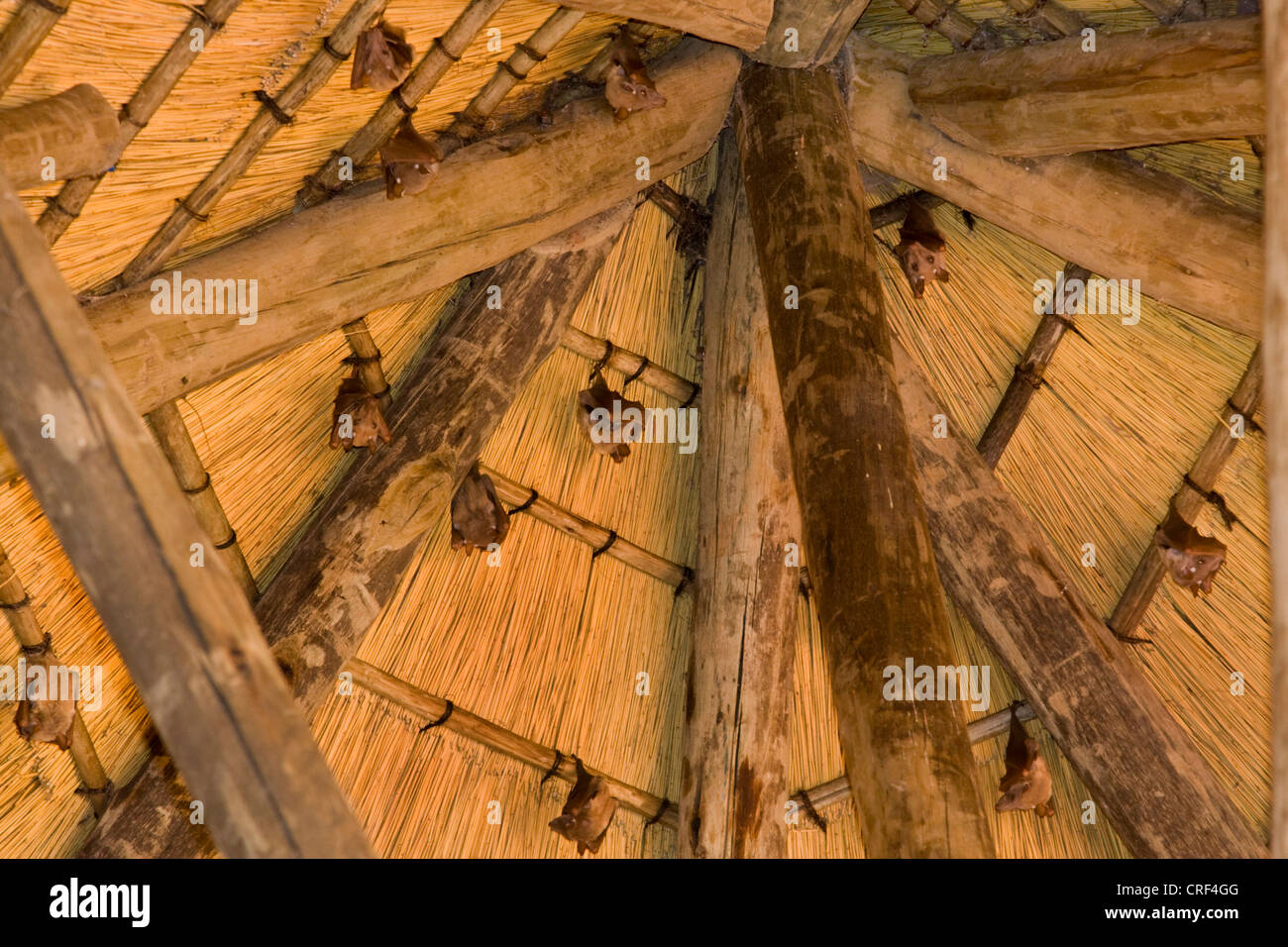 epauleted bats (Epomophorus spec.), bats hanging at the roof of a hut at Kwando Lodge, Namibia, Caprivi Stock Photo