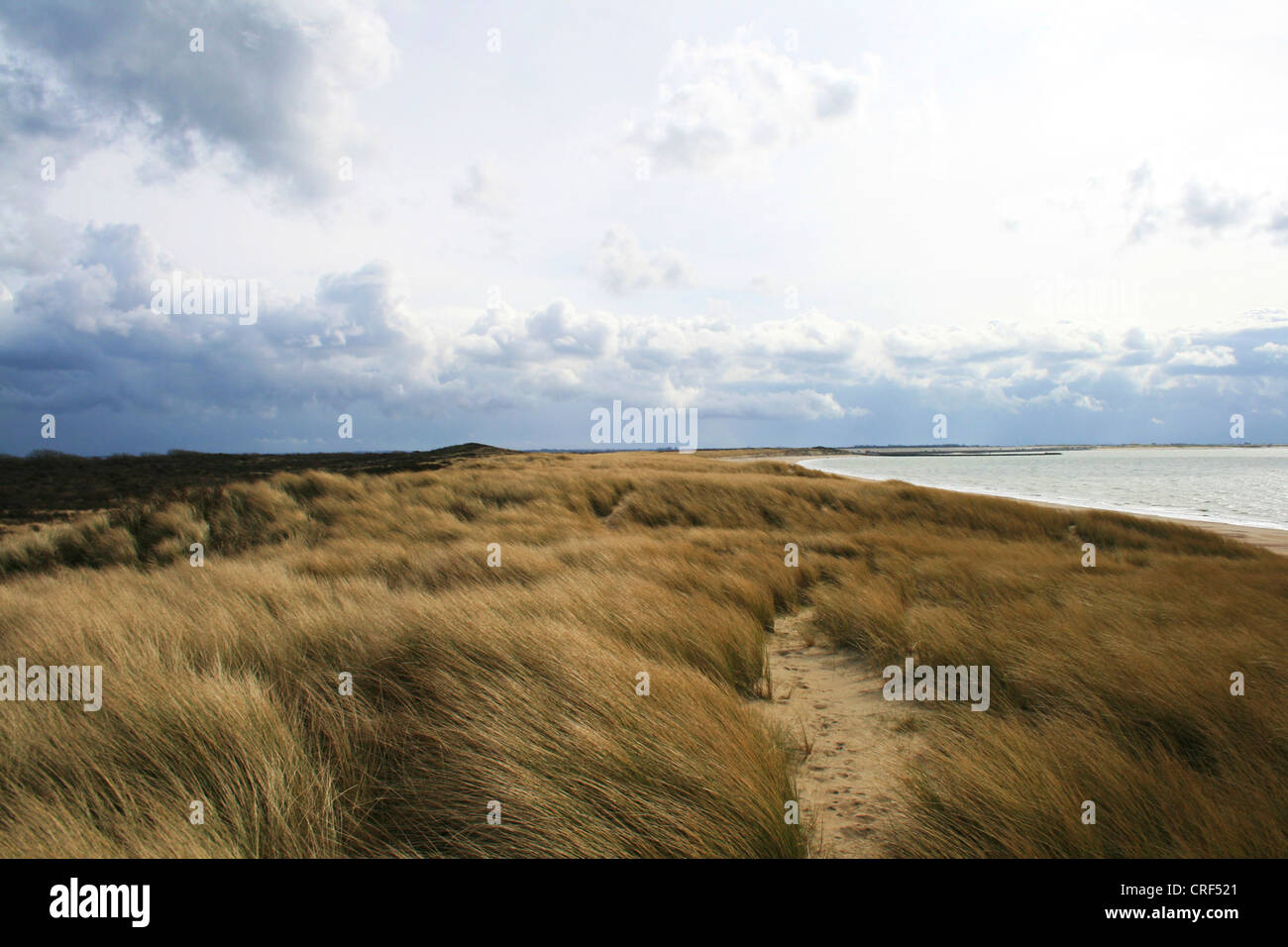 beach grass, European beachgrass, marram grass, psamma, sea sand-reed (Ammophila arenaria), dunes at the North Sea Coast, Netherlands Stock Photo