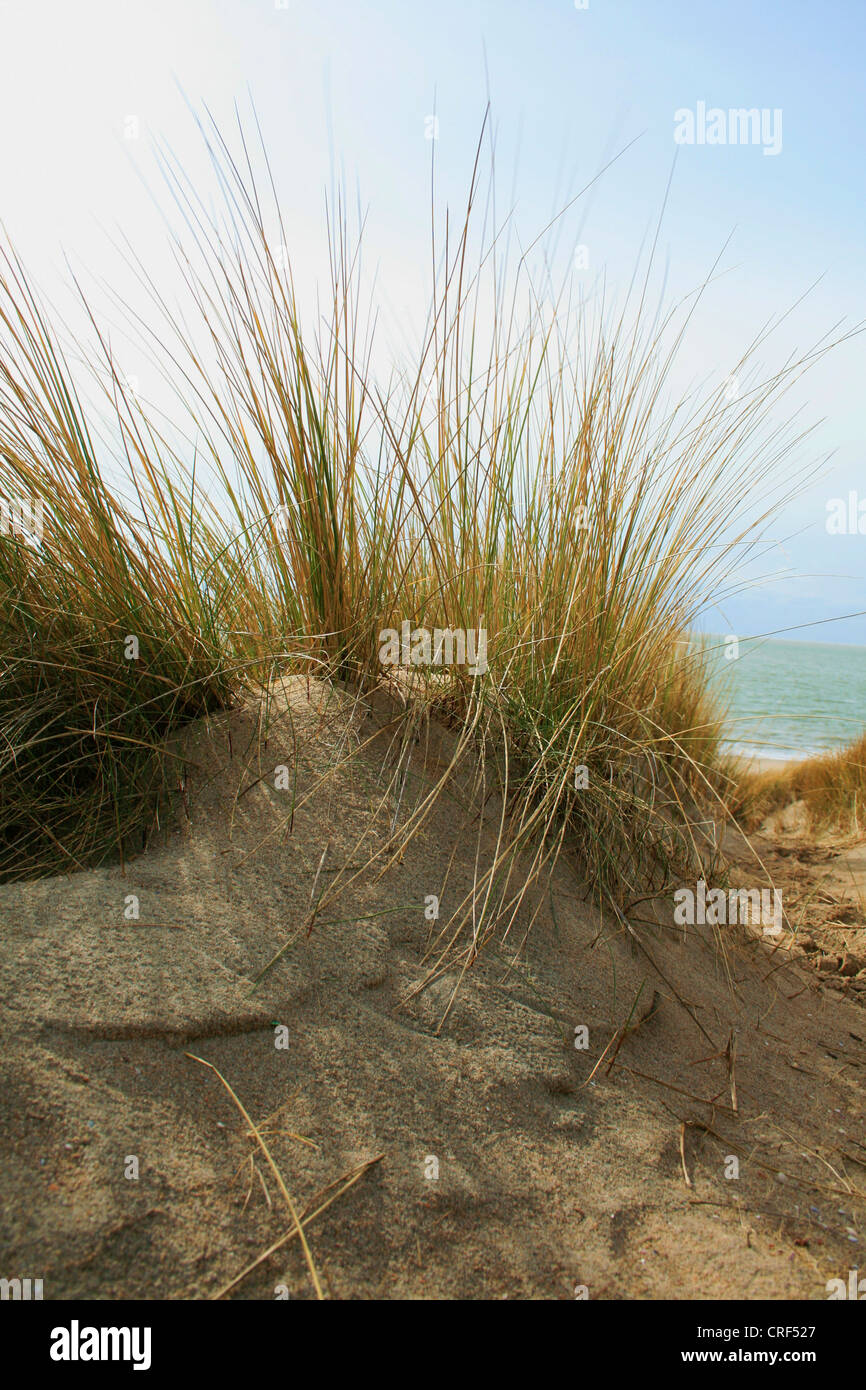 beach grass, European beachgrass, marram grass, psamma, sea sand-reed (Ammophila arenaria), dunes at the North Sea Coast, Netherlands Stock Photo