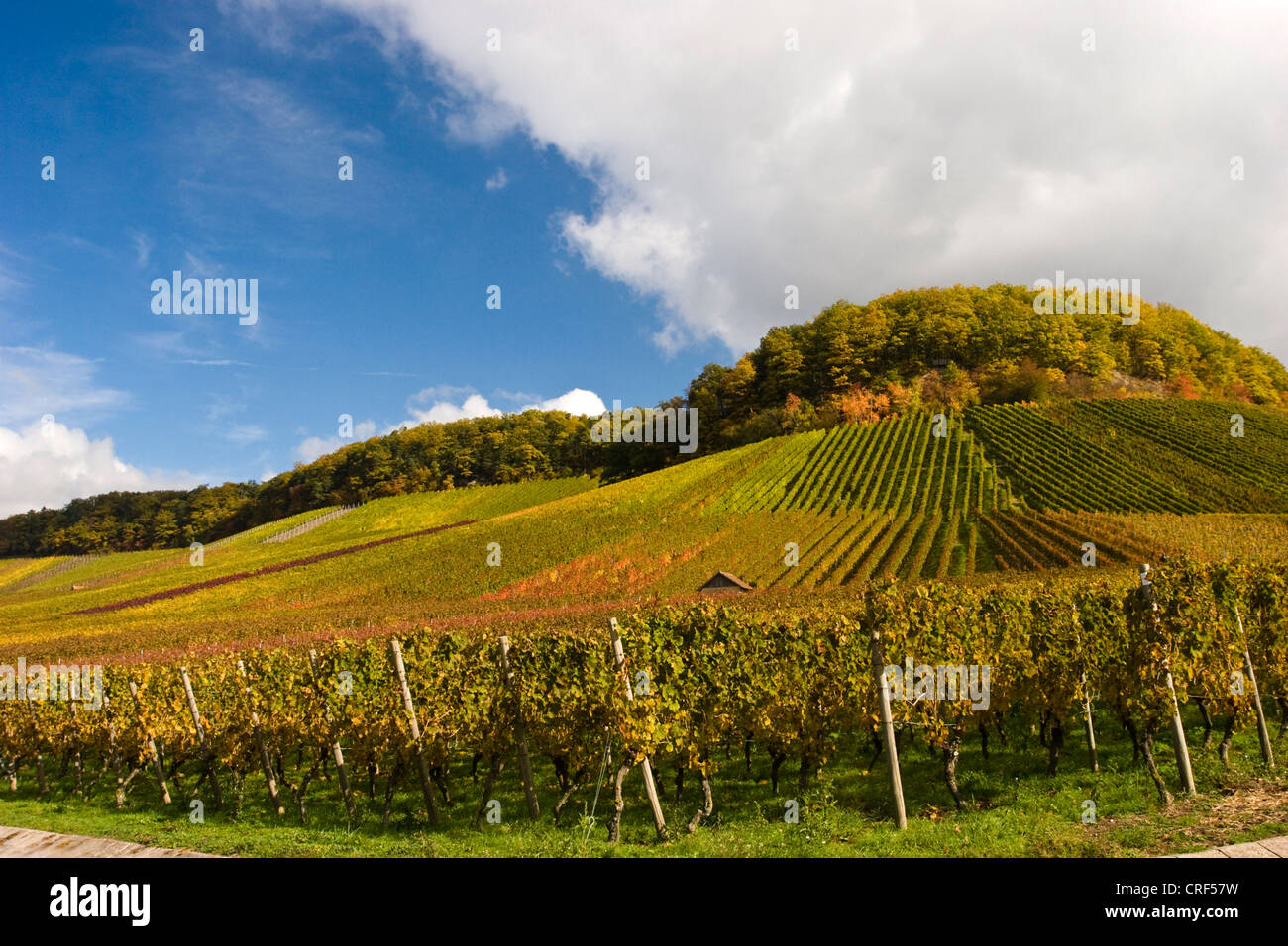 grape-vine, vine (Vitis vinifera), vineyard with autumn colours, Germany, Baden-Wuerttemberg, Zabergaeu Stock Photo