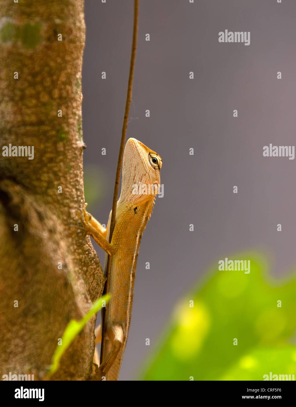 Lizard sitting on the tree branch in tropical forest Stock Photo