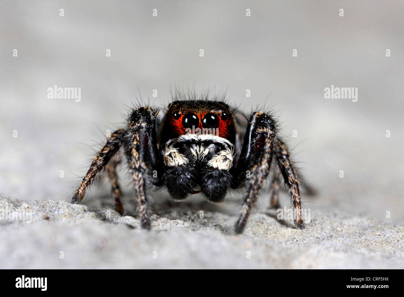 Jumping spider (Pellenes tripunctatus), male and female on a stone Stock Photo