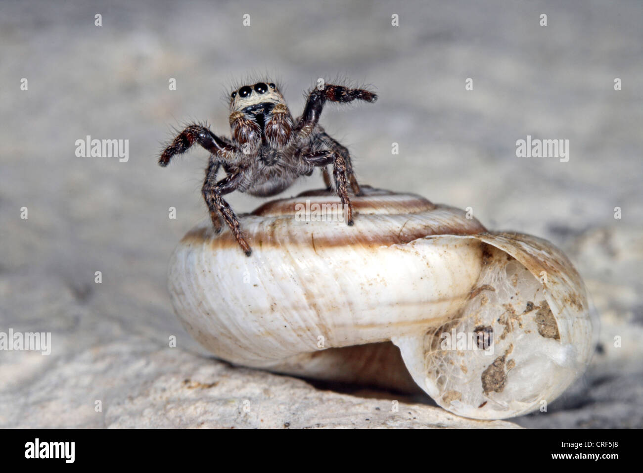 Jumping spider (Pellenes tripunctatus), young male on its snail-shell as winter quarter Stock Photo