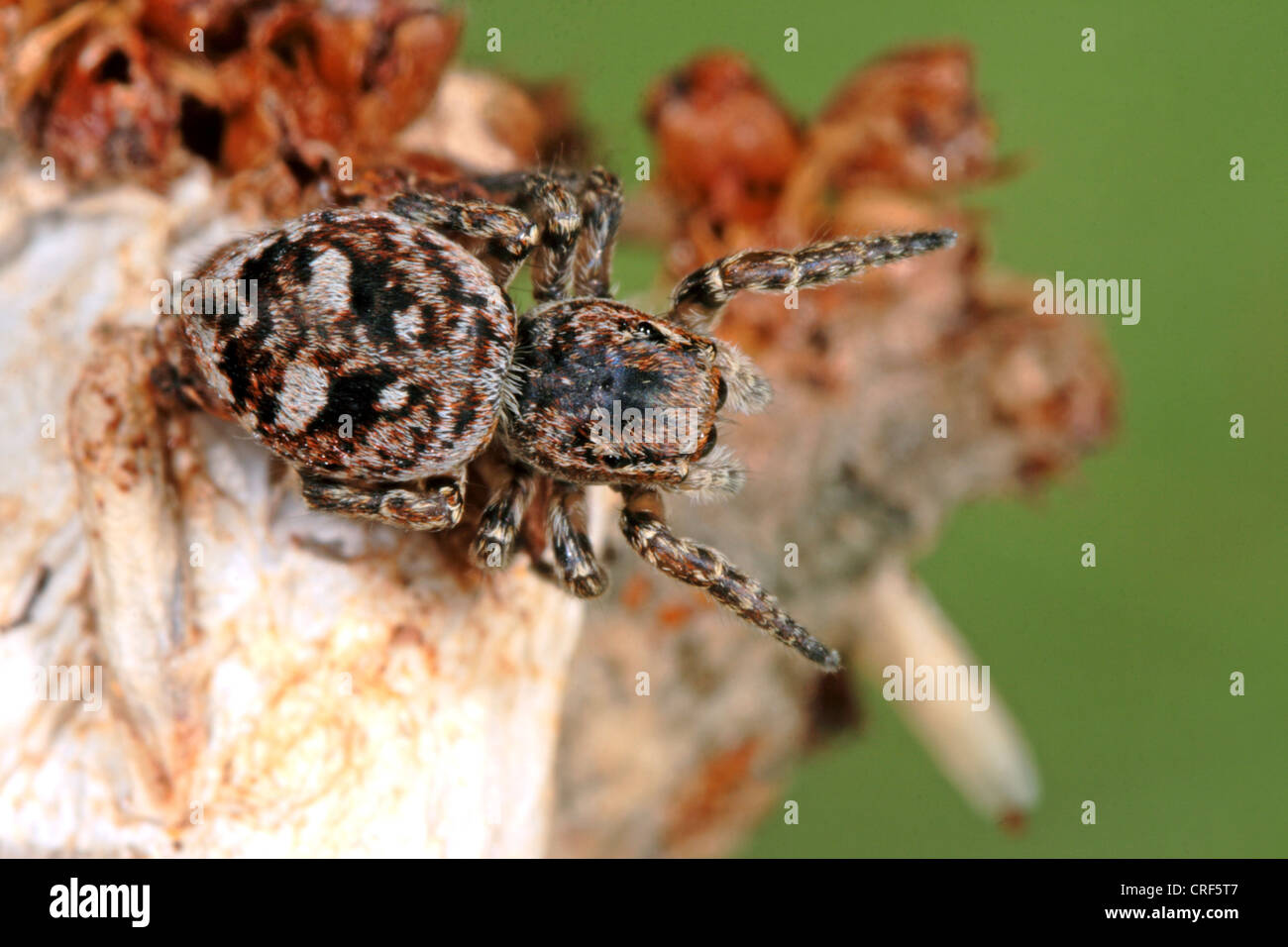 Jumping spider (Sitticus floricola), female Stock Photo