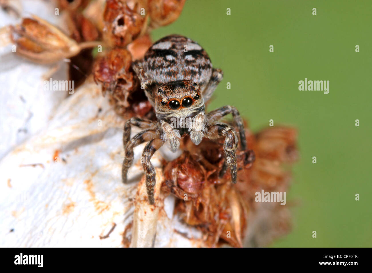 Jumping spider (Sitticus floricola), female Stock Photo