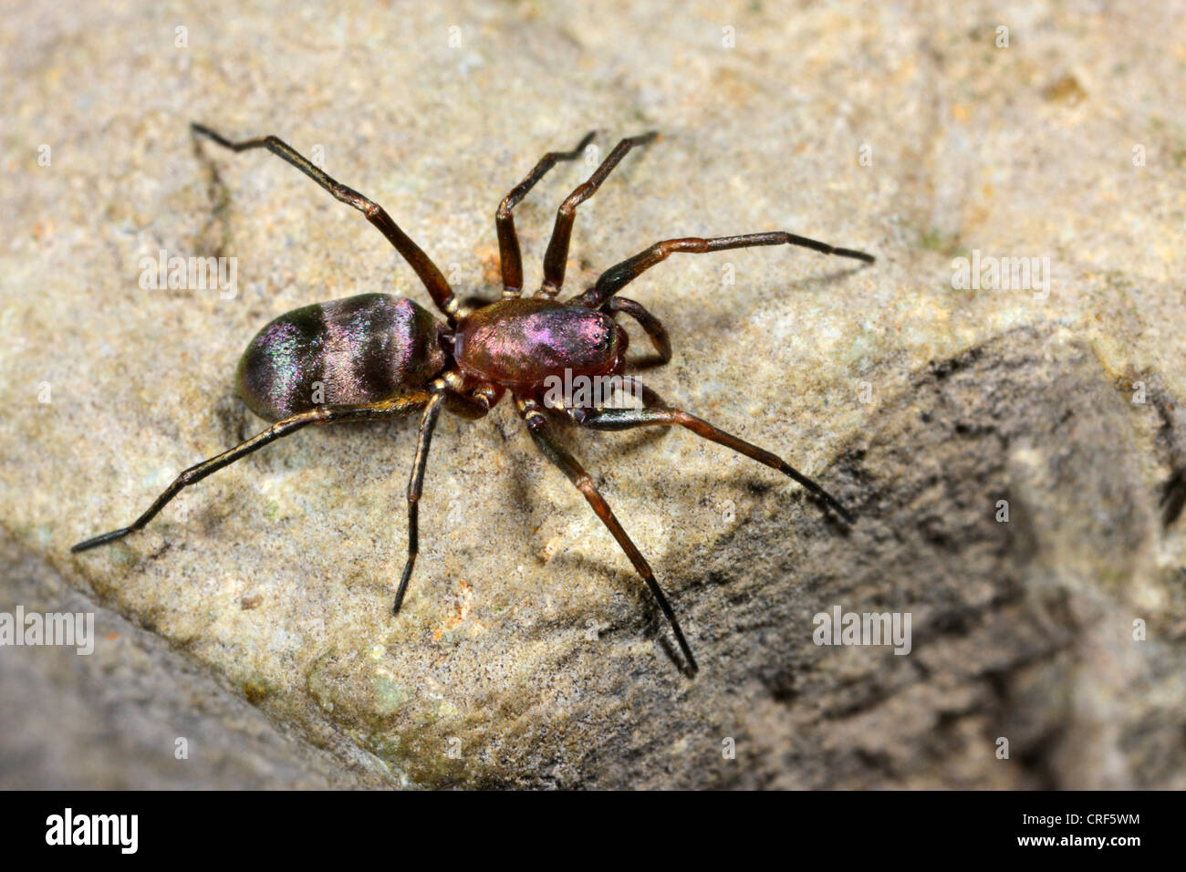 Ground spider (Micaria fulgens), not pubescent male sitting on a stone Stock Photo