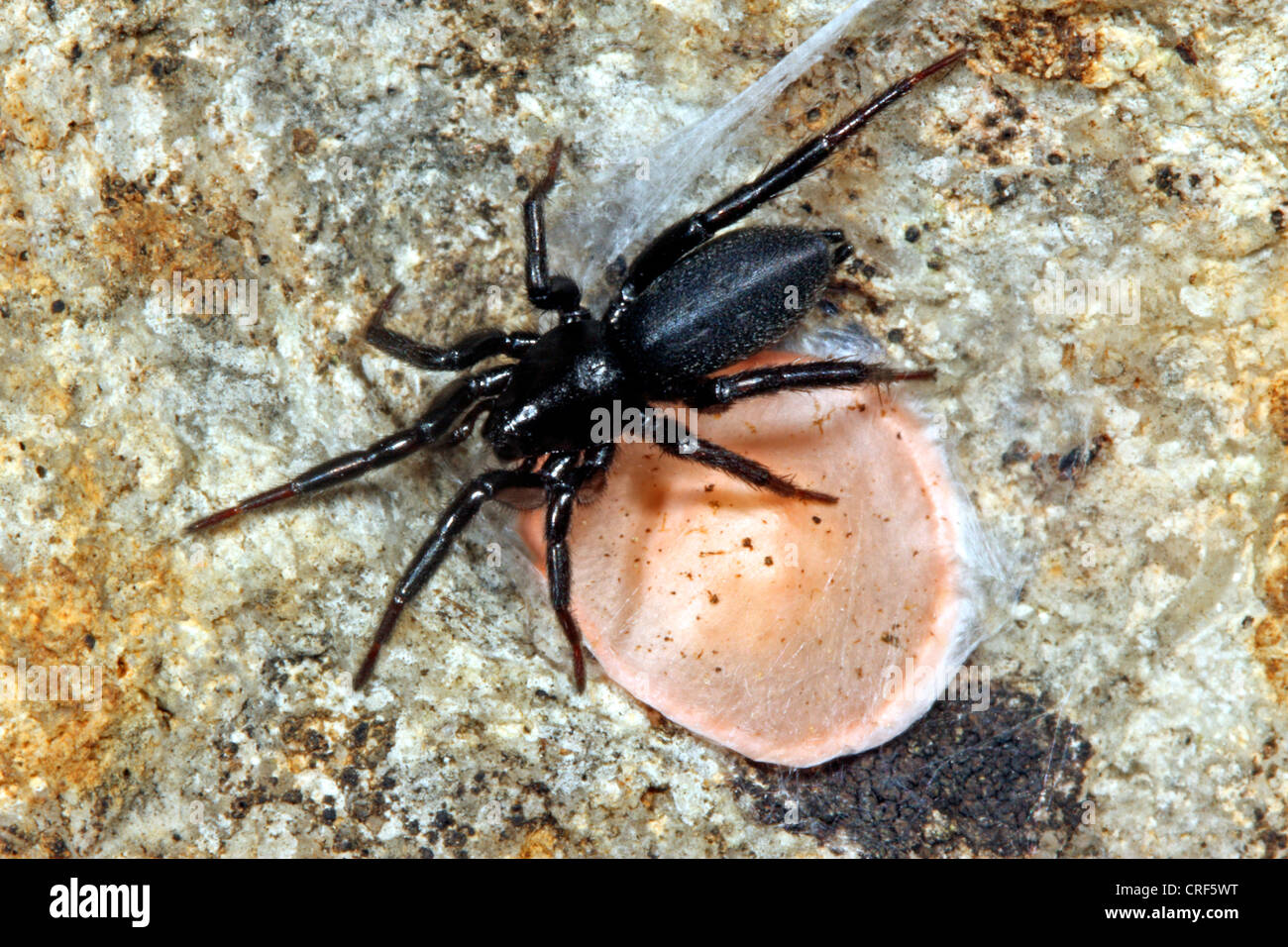 Ground spider (Zelotes subterraneus), female with cocoon on a stone Stock Photo
