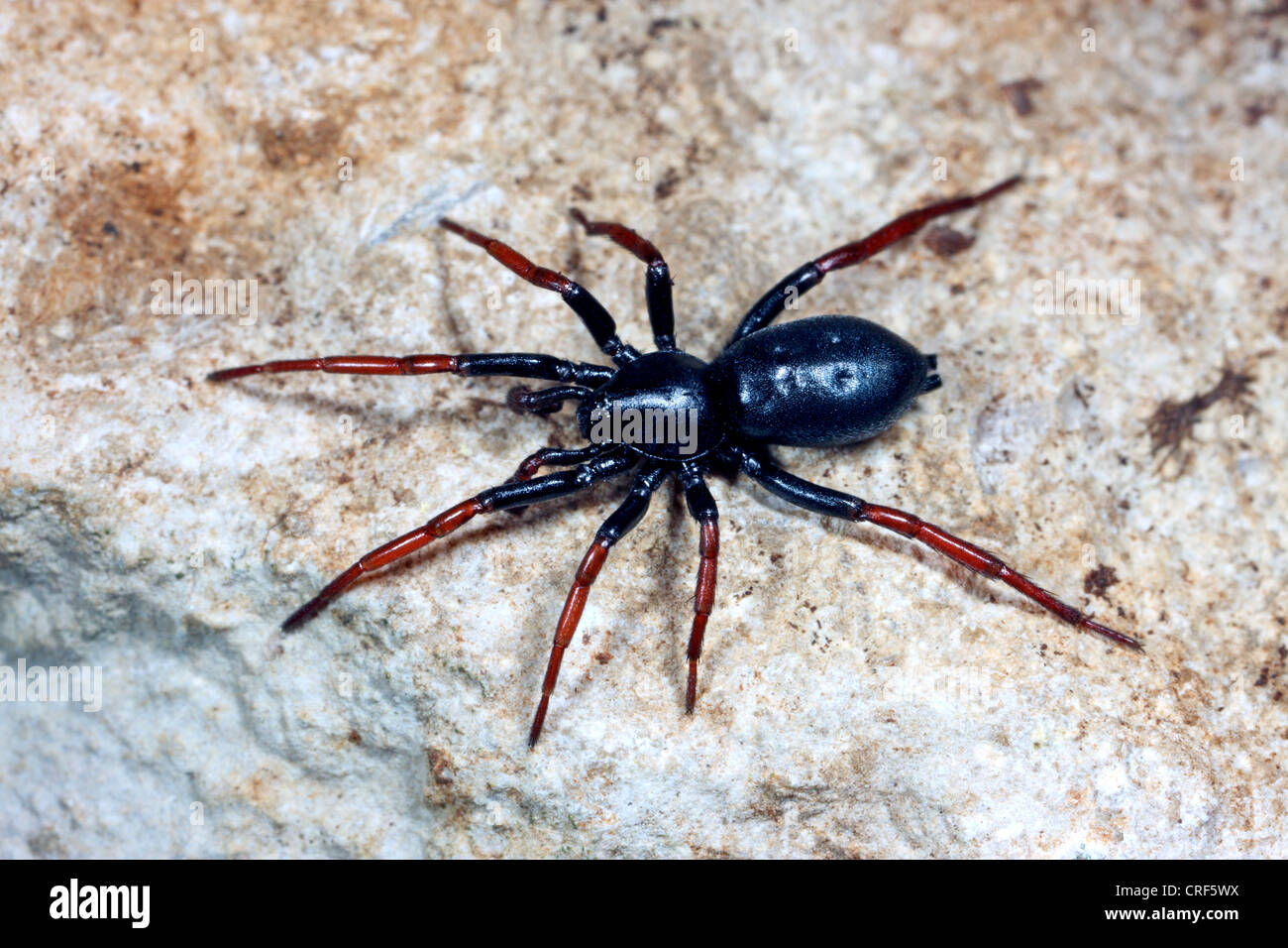 Ground spider (Zelotes pedestris), male sitting on a stone Stock Photo