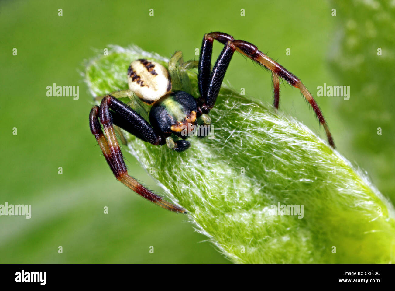 goldenrod crab spider (Misumena vatia), male sitting on a leaf Stock Photo