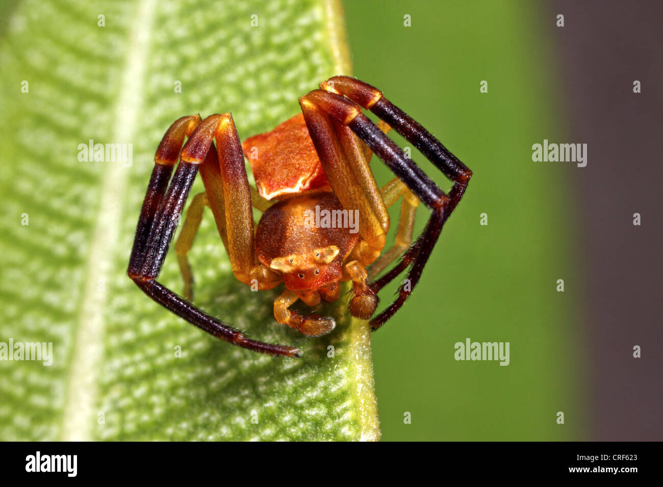 Crab Spider (Thomisus onustus), male sitting on a leaf Stock Photo