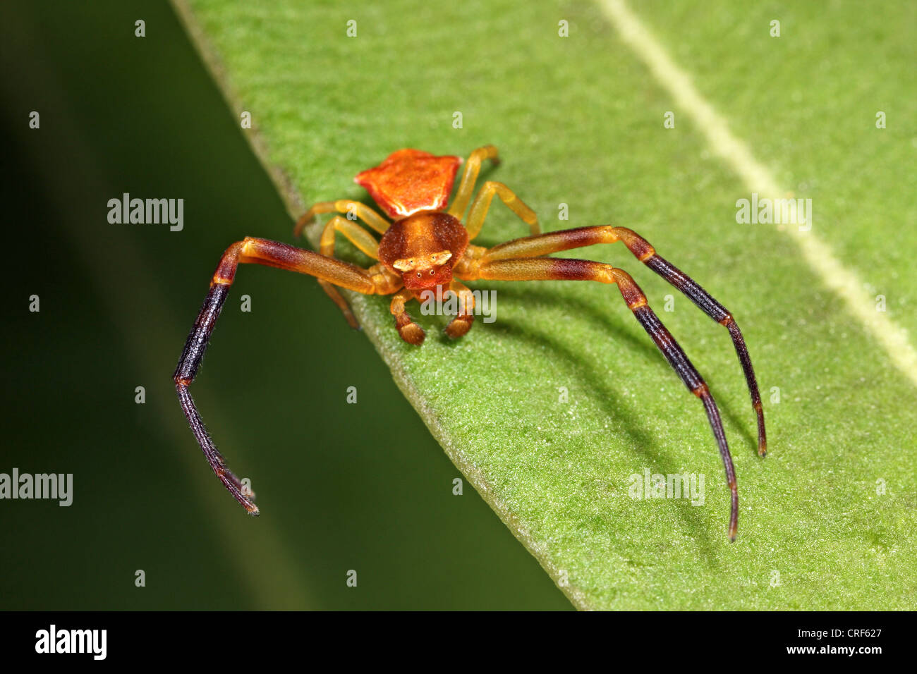 Crab Spider (Thomisus onustus), male sitting on a leaf Stock Photo