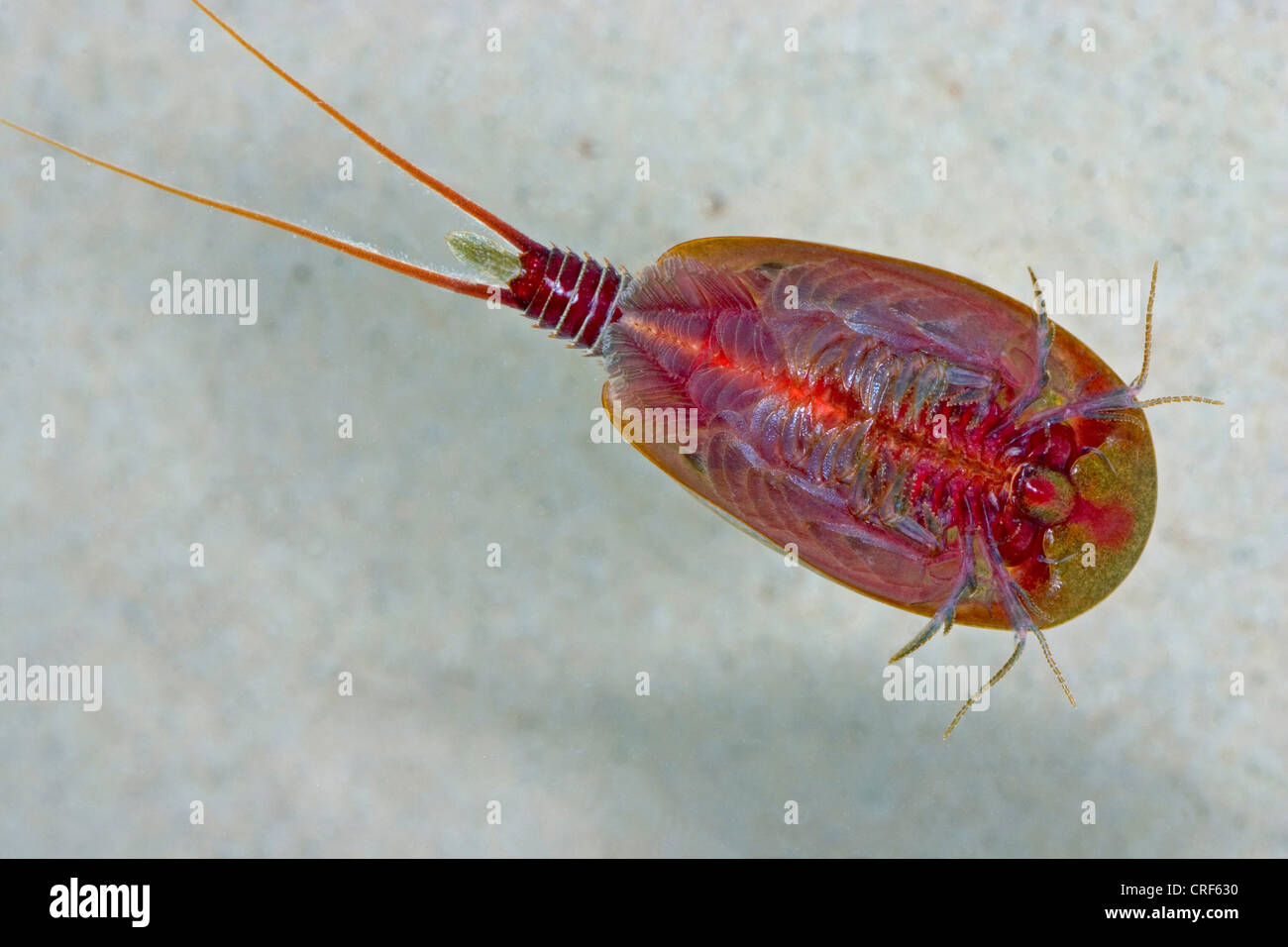Tadpole Shrimp (Lepidurus apus, Lepidurus productus), underside Stock Photo