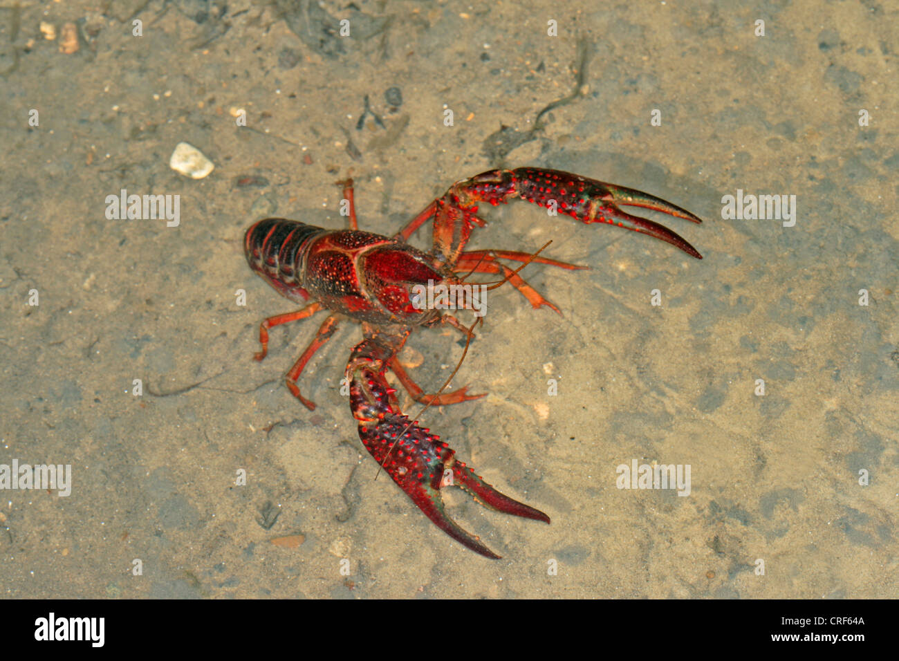 Louisiana red crayfish, red swamp crayfish, Louisiana swamp crayfish, red crayfish (Procambarus clarkii), on sandy ground of a pond Stock Photo