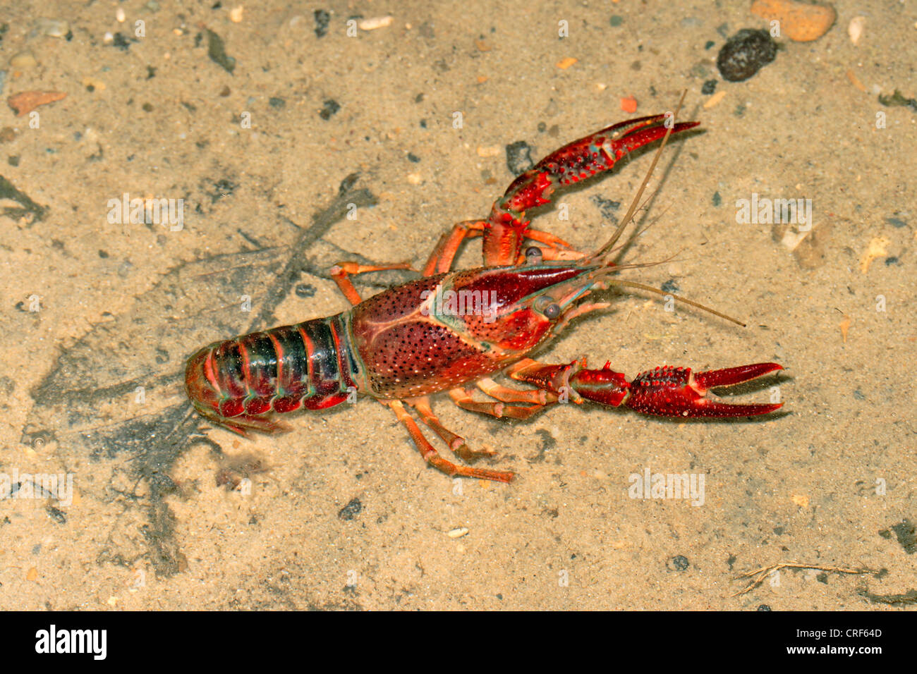 Louisiana red crayfish, red swamp crayfish, Louisiana swamp crayfish, red crayfish (Procambarus clarkii), on sandy ground of a pond Stock Photo