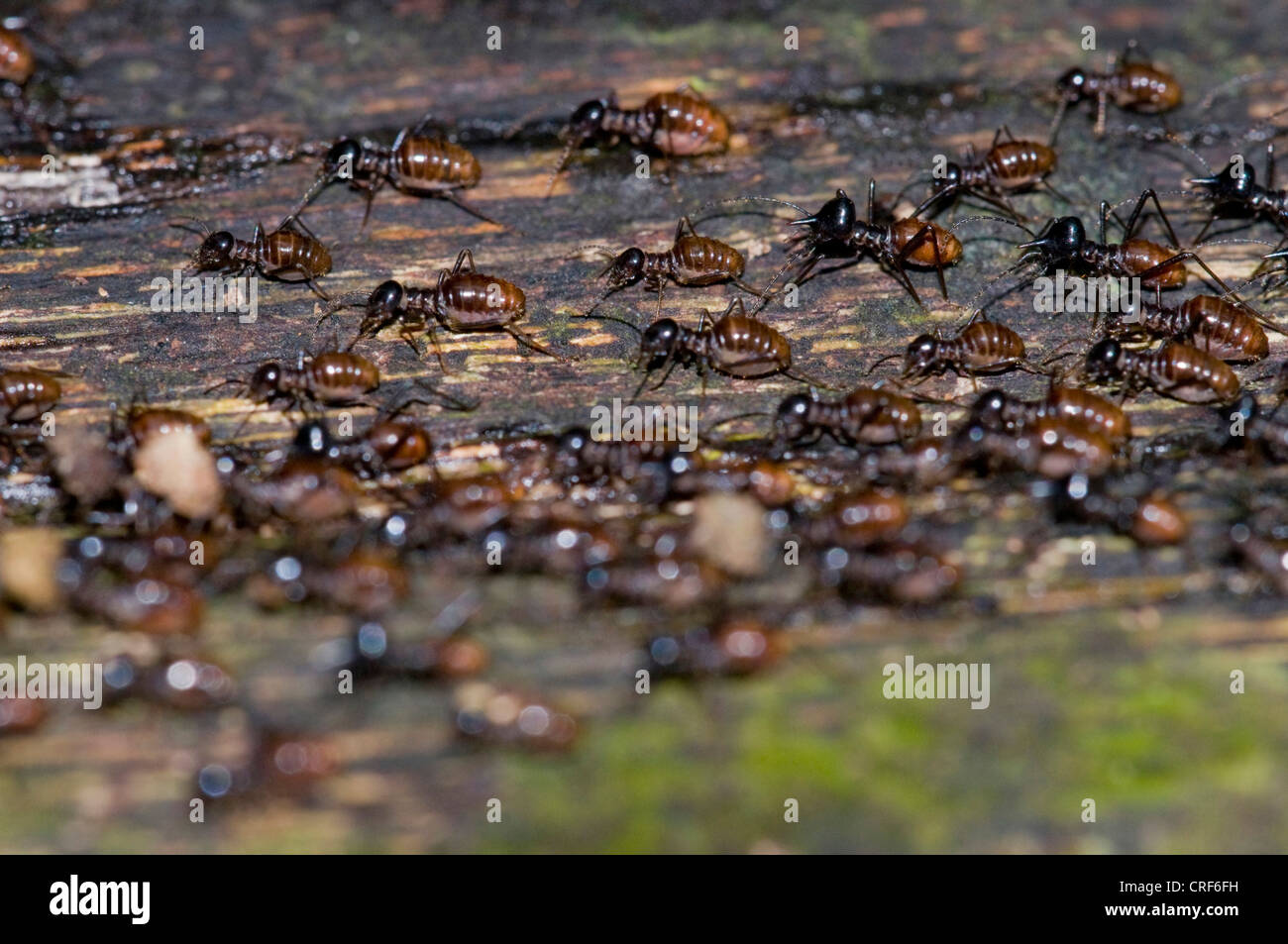 termite (Isoptera), termites walking in one direction, Indonesia ...