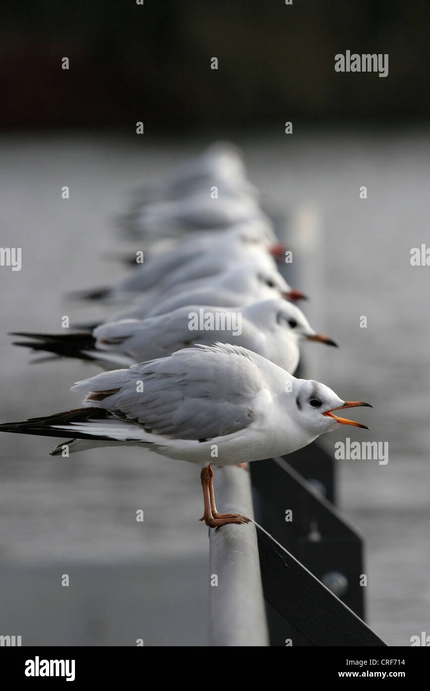 black-headed gull (Larus ridibundus, Chroicocephalus ridibundus), group of animals behind each other on a railing, Germany, Berlin Stock Photo