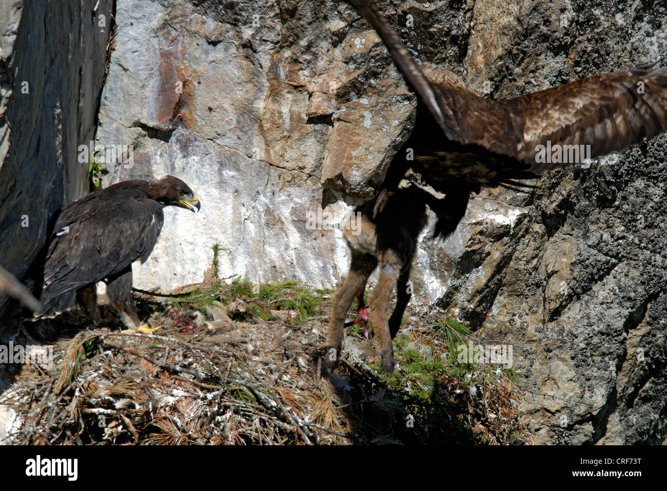 Golden Eagle Aquila Chrysaetos Adult Male Flying With