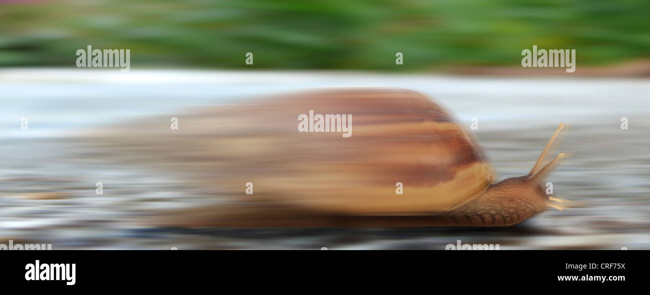 racing snail Stock Photo