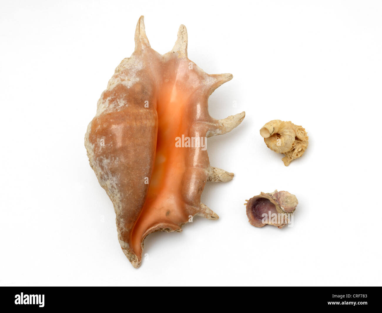 Gastropods Irregular Shaped Shells Stock Photo