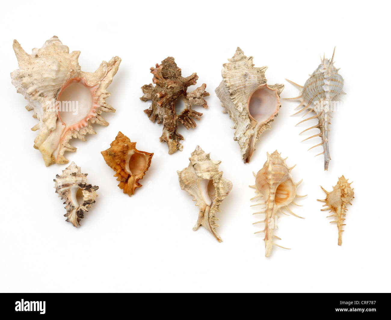 Gastropods Selection of Murex Stock Photo