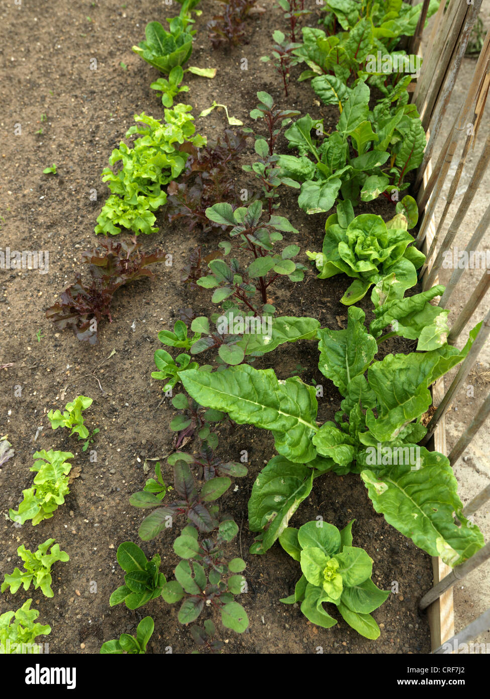 Spinach and Lettuce Growing in a Raised Bed Stock Photo Alamy