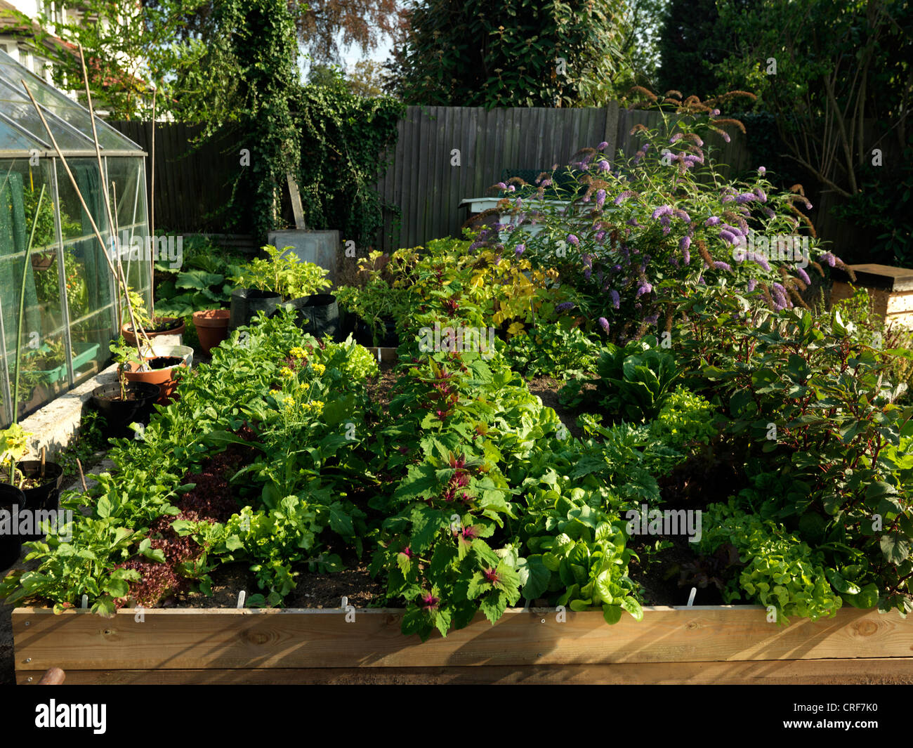 Raised bed vegetables hi-res stock photography and images - Alamy