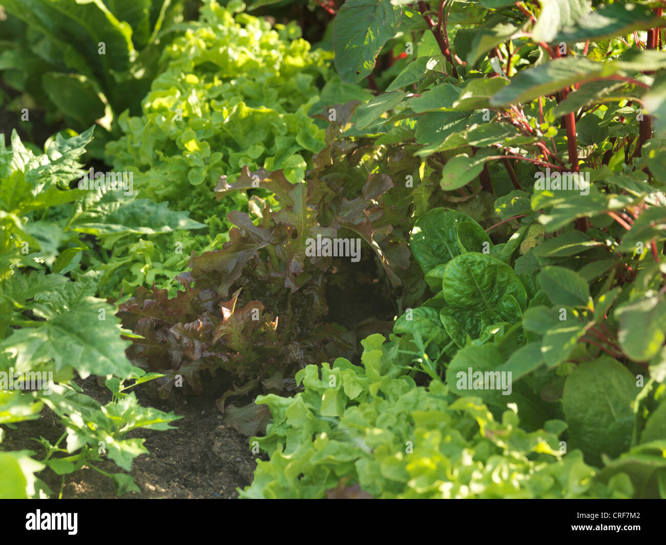 Lettuces and Spinach growing in a Raised Bed Stock Photo Alamy