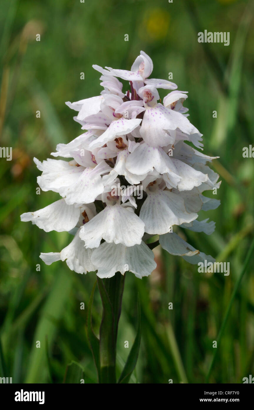 Heath Spotted Orchid - Dactylorhiza maculata ericetorum, white form Stock Photo
