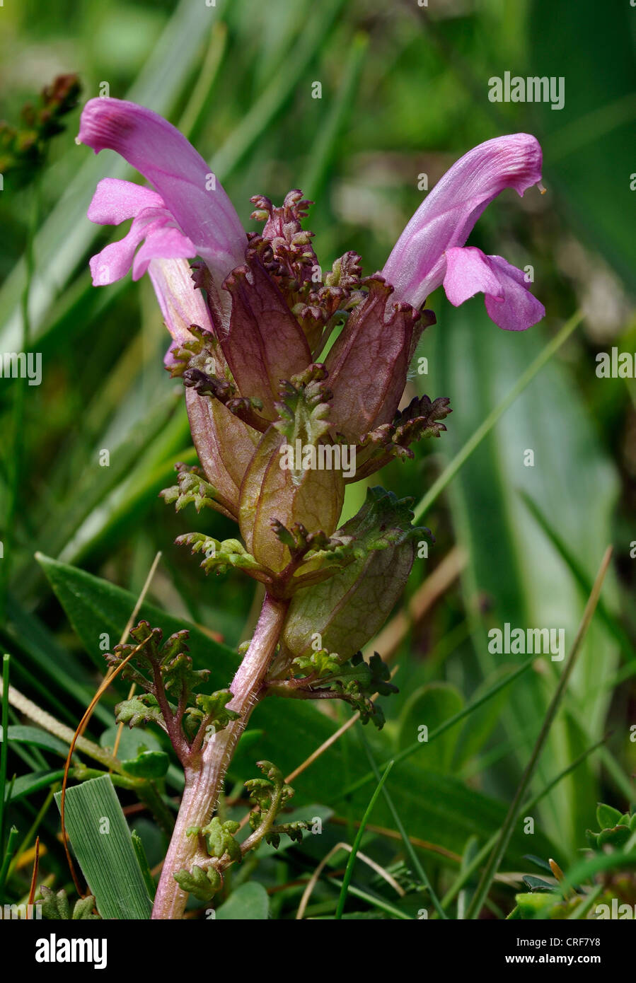 Lousewort - Pedicularis sylvatica Stock Photo