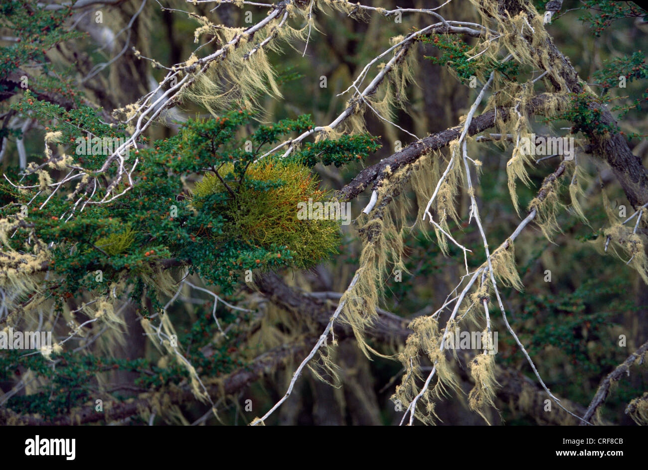 epiphyte lichens, Argentina, Patagonia Stock Photo