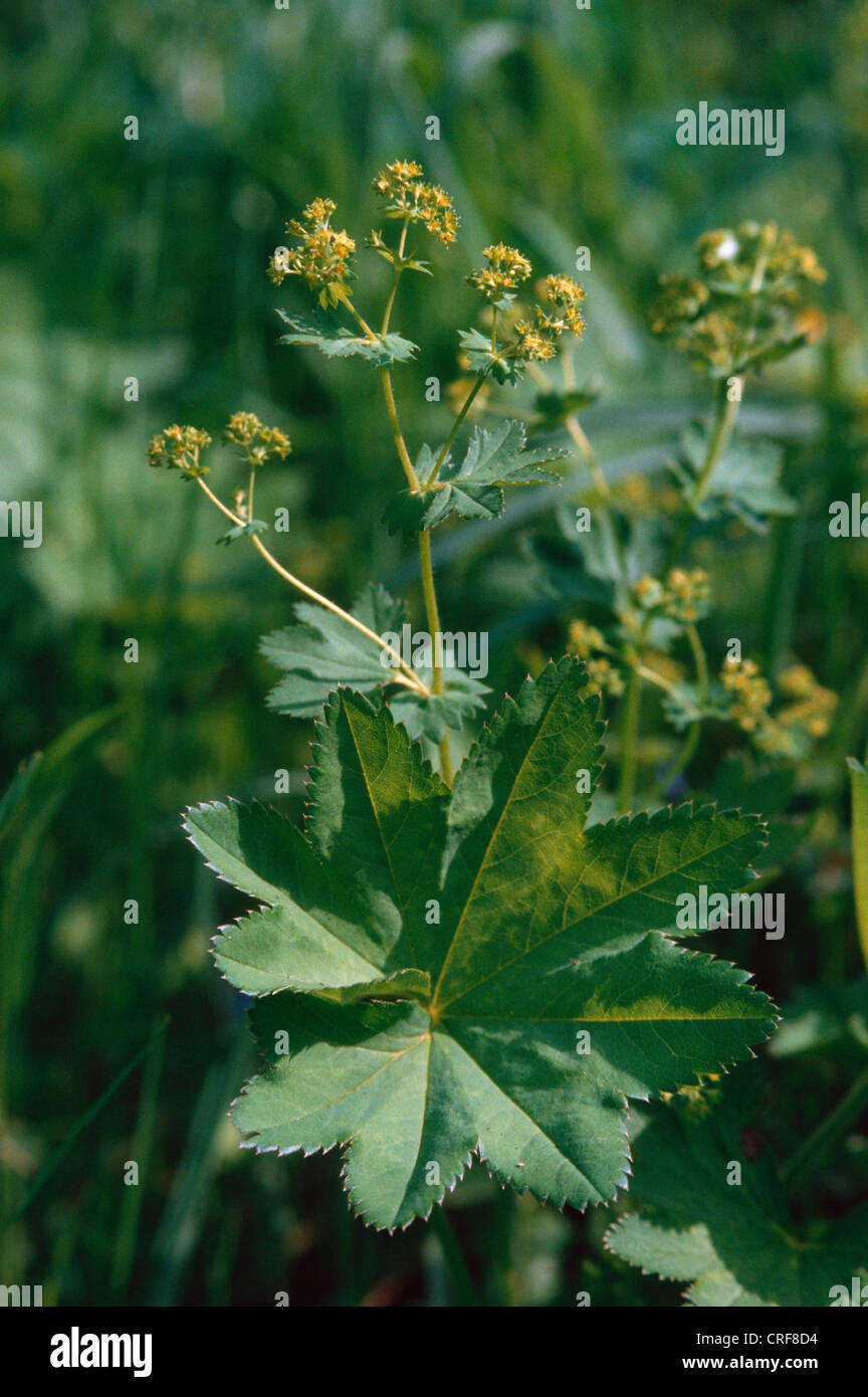 glabrous lady's mantle (Alchemilla glabra), blooming plant Stock Photo