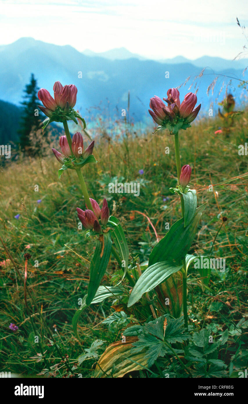 Pannonian gentian, Hungarian gentian, Brown gentian (Gentiana pannonica), blooming plants in front of a mountain panorama, Alps Stock Photo