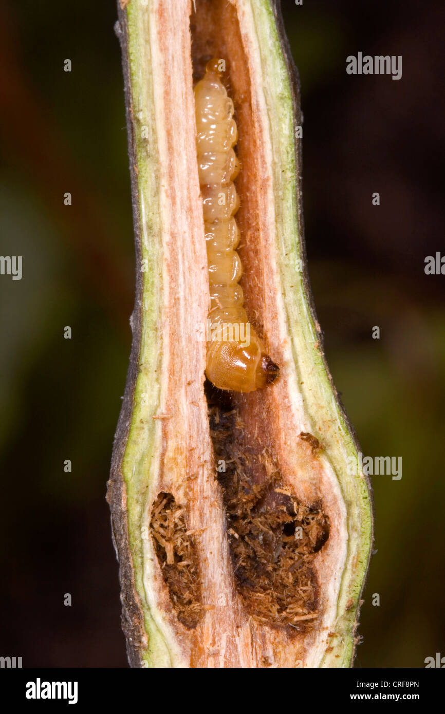small poplar borer, lesser poplar borer, small poplar longhorn beetle (Saperda populnea) Stock Photo