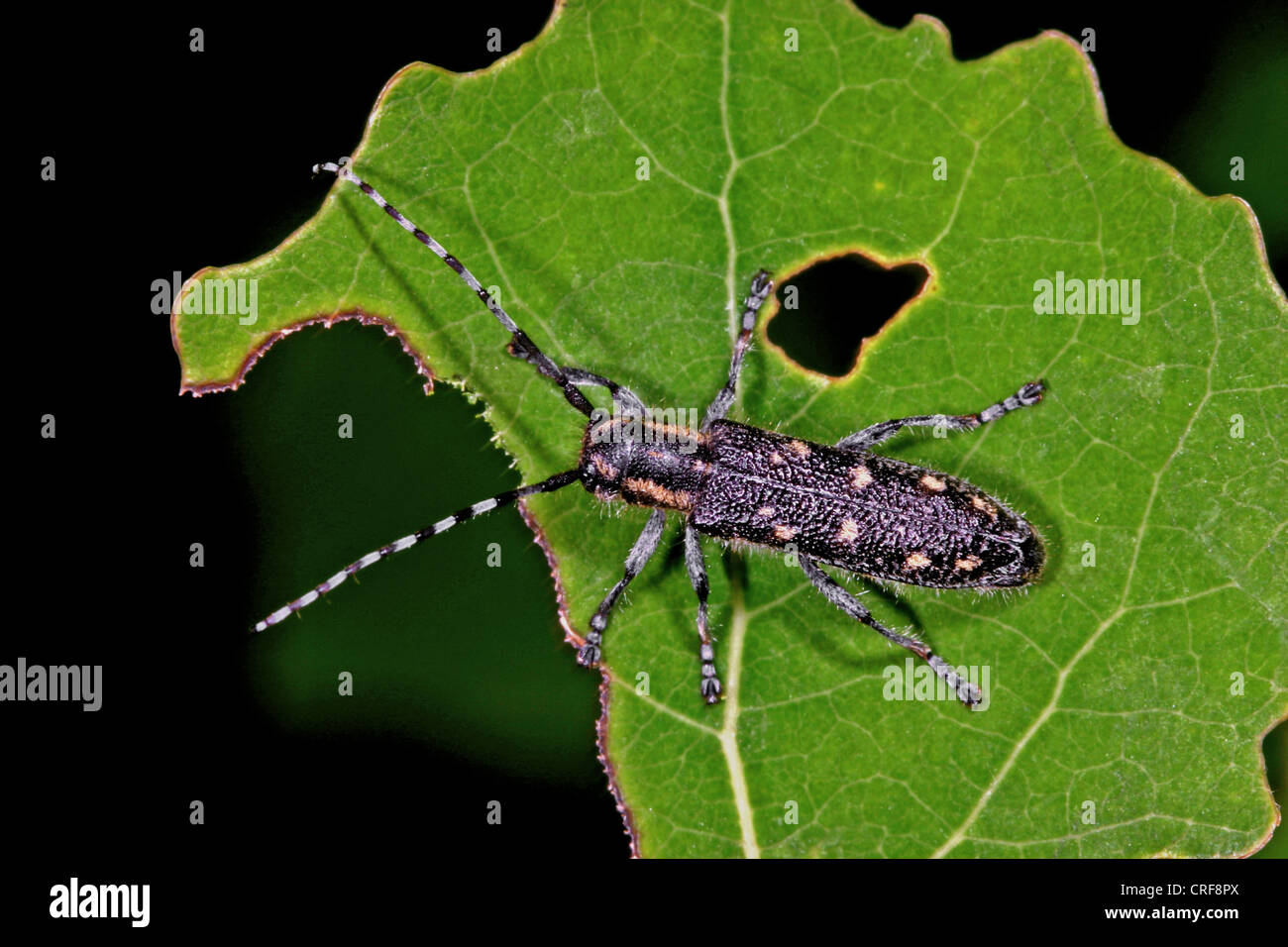 small poplar borer, lesser poplar borer, small poplar longhorn beetle (Saperda populnea), on a leaf Stock Photo
