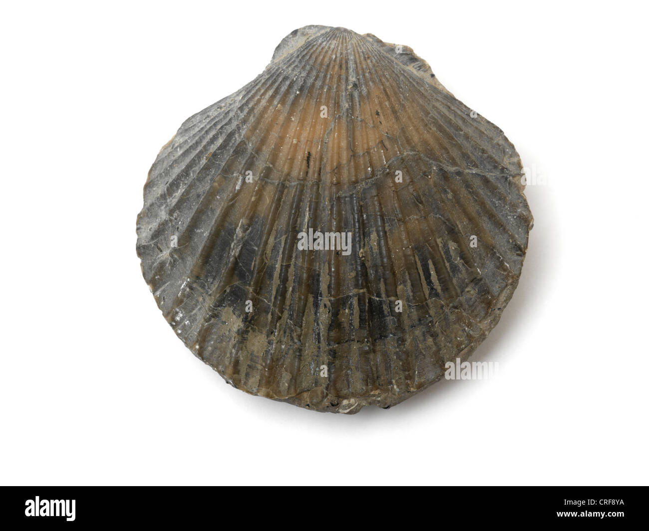A Scallop Shell Fossil Stock Photo