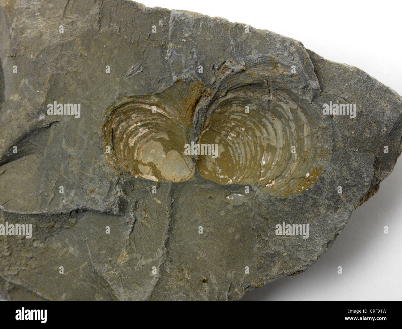 Fossils Of Shells On A Rock Stock Photo