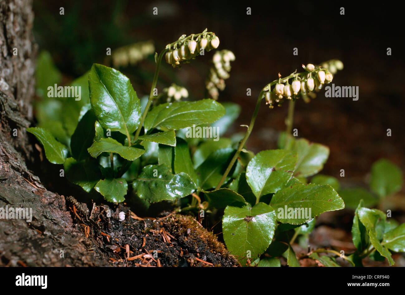 one-sided wintergreen, serrated wintergreen, sidebells (Orthilia secunda), blooming plants Stock Photo