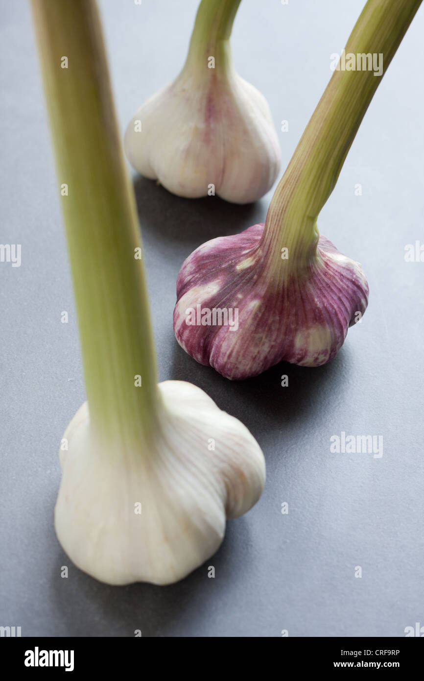 Fresh garlic bulbs hires stock photography and images Alamy