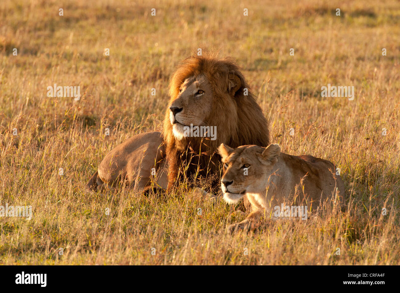 Lion and Lioness on Mara plains Stock Photo - Alamy