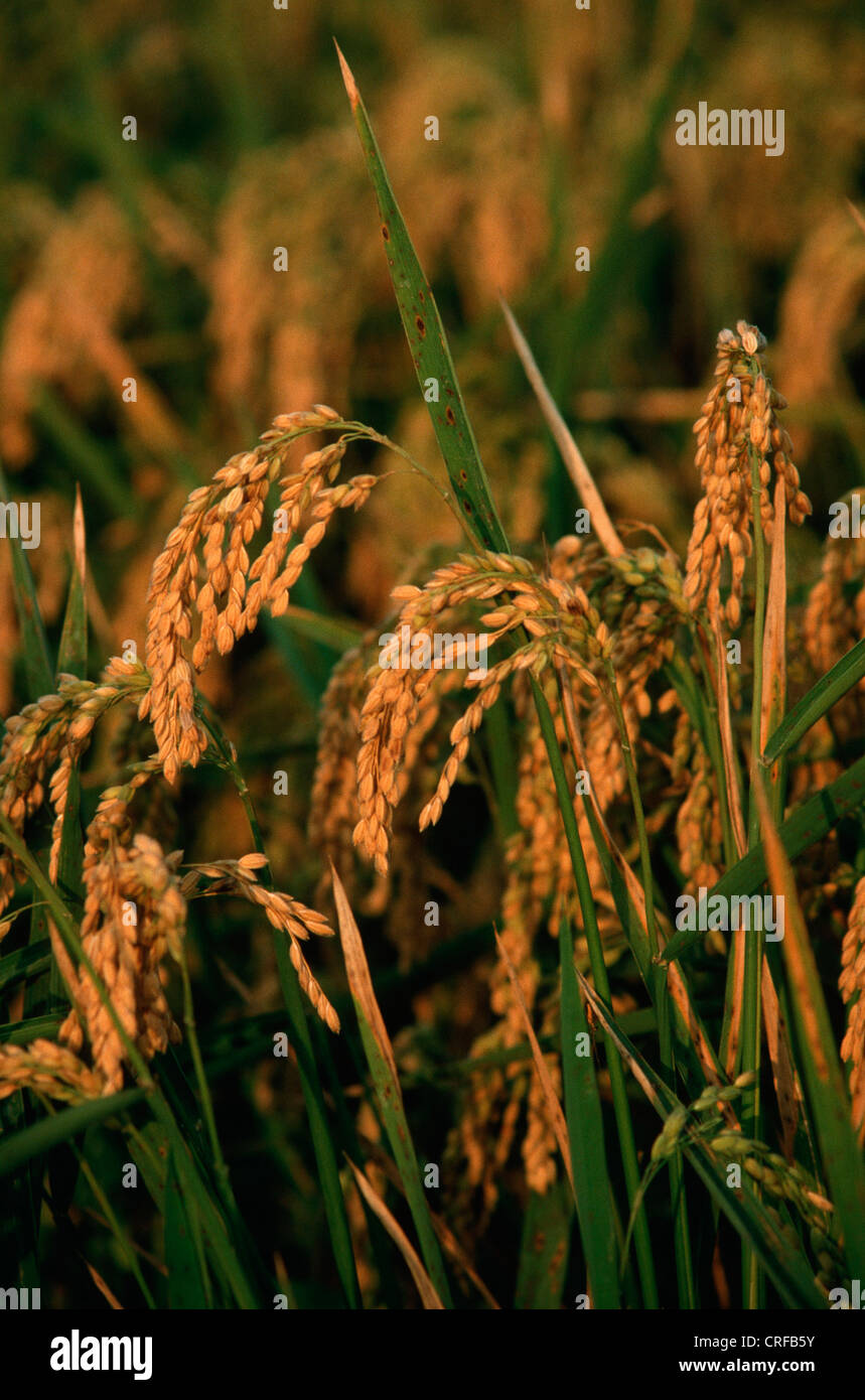 Hay Common Rice Annual rice plants hi-res stock photography and images - Alamy