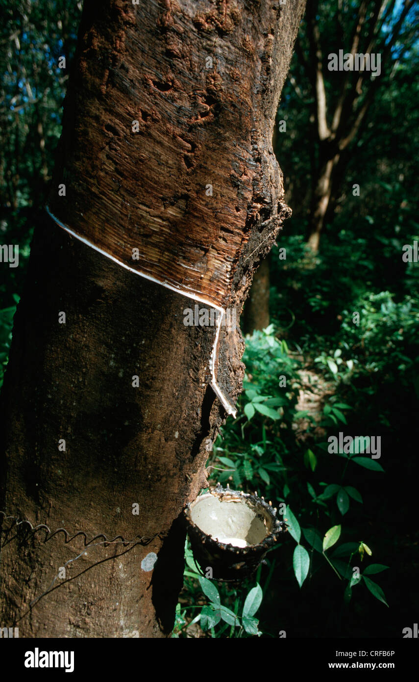 hevea rubber plant, Brazilian rubber tree (Hevea brasiliensis), latex