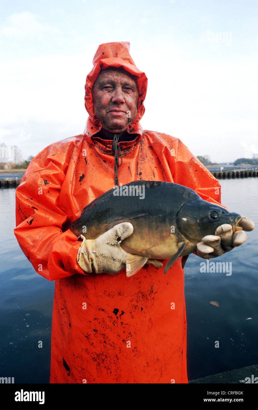 Peitz, Germany, carp fishing with carp Stock Photo Alamy